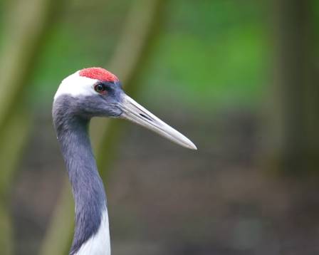 Essential Knowledge Regarding the Red-Crowned Crane