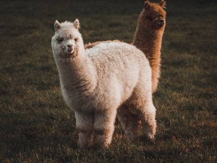 Curious Creatures: The Secret Life of Alpacas