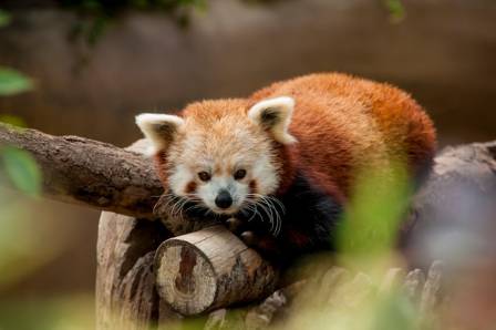 Fantastic Facts About Red Pandas