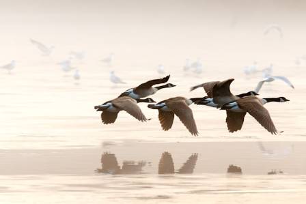 10 fascinating facts about geese