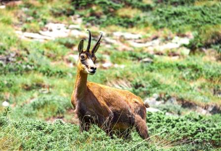 Tibetan Antelope: Adaptations, Threats, and Conservation