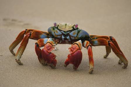 Fascinating Facts About the World of Crabs