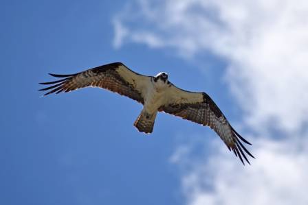 7 Fascinating Facts About the Falcon: UAE's National Bird