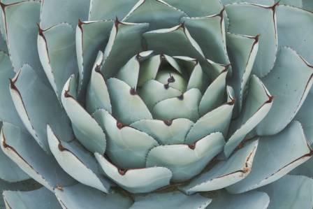 How to Paint Succulents