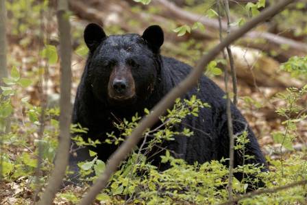 Incredible Hidden Truths and Amazing Secrets About the Native Black Bears