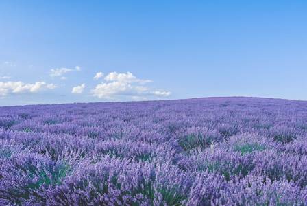 The World’s Most Beautiful Lavender Fields You Must See