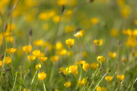 Buttercups as cut flowers