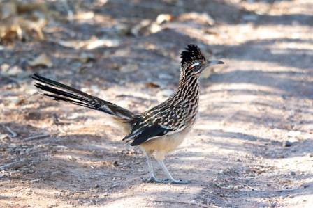 Understanding the Unique Traits of the Roadrunner