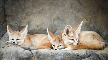 Discover the Smallest Canid of the Desert World