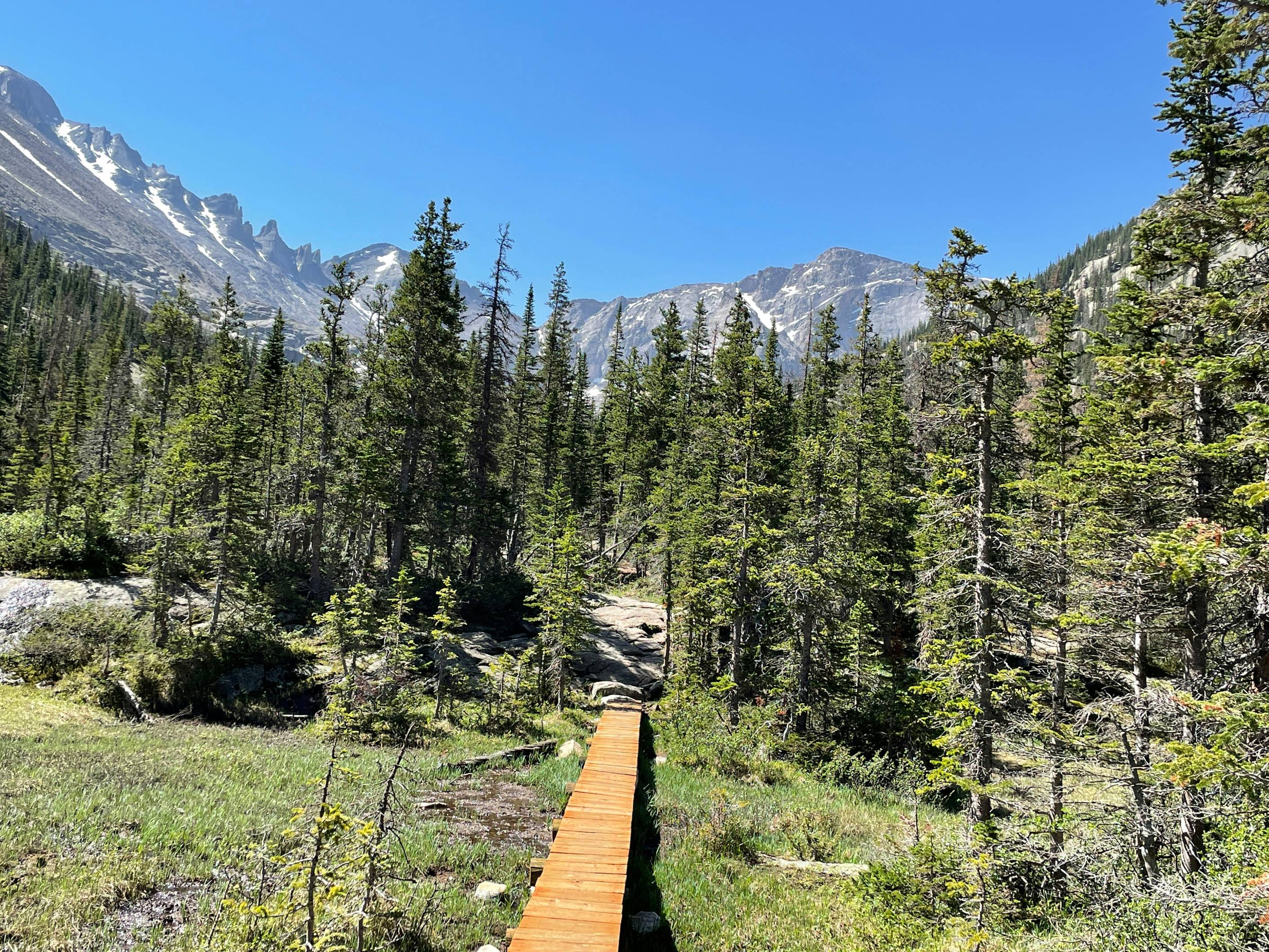 a wooden walkway in the middle of a forest