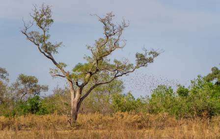 All About Oak Trees