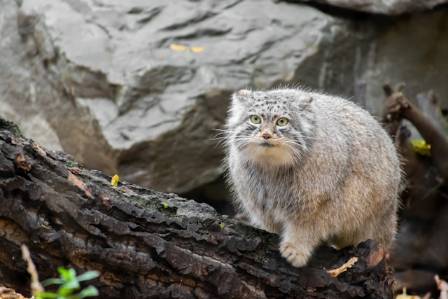 Twelve Intriguing Realities of the Pallas’s Cat