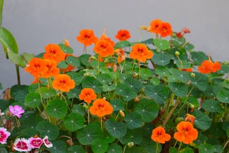Growing Flowers In Your Vegetable Garden - Nasturtiums