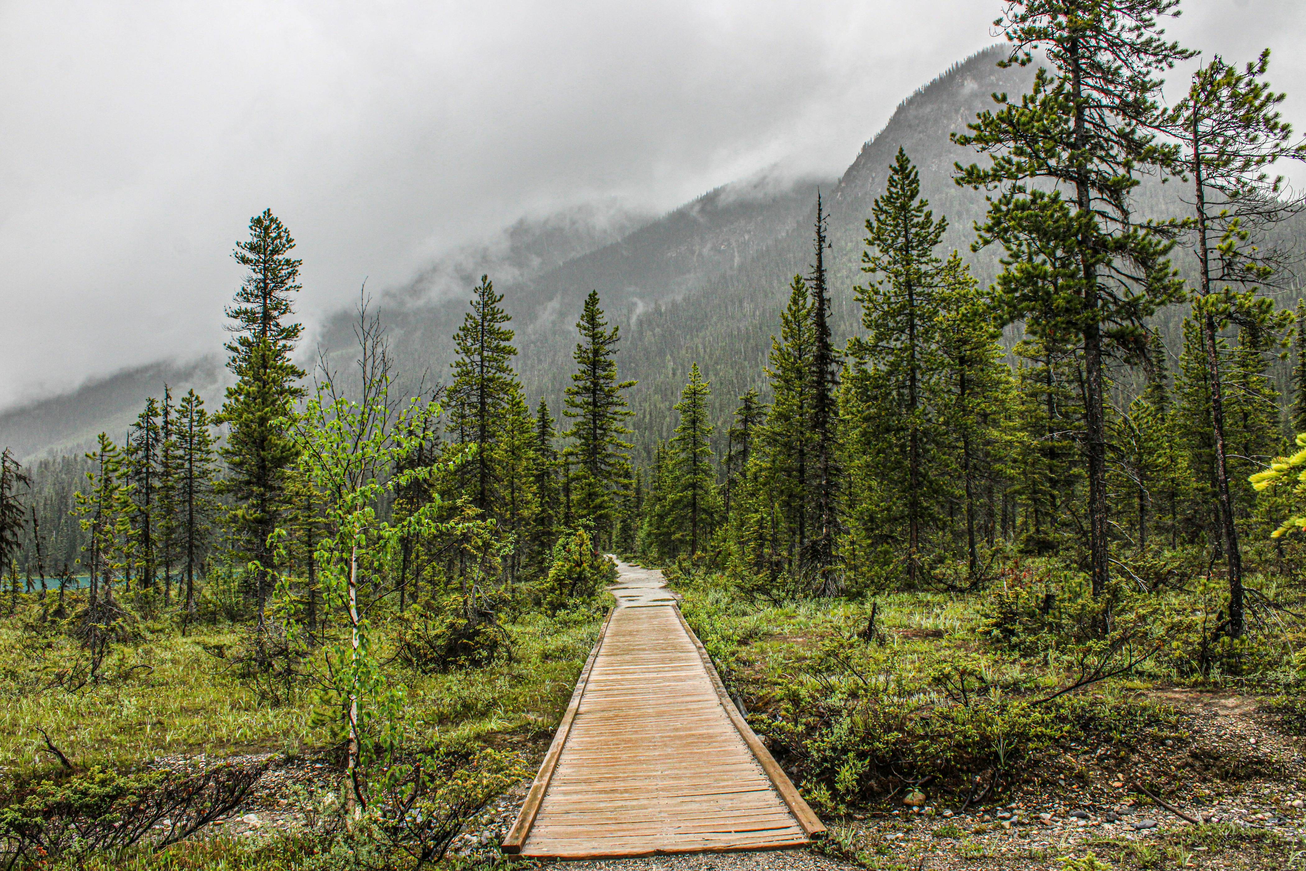 A wooden walkway in the middle of a forest