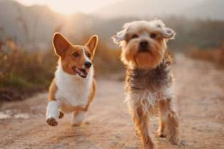 Owning a Dog: Enhancing Health and Happiness