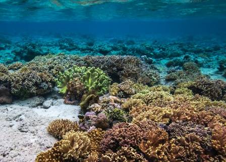 Exploring the World's Most Captivating Coral Reefs