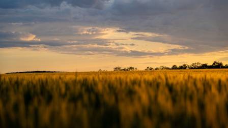 Van Gogh and the 50 Wheat Fields