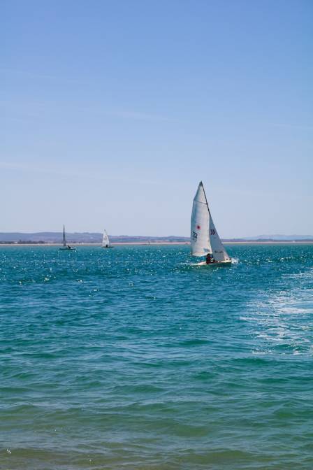 Ocean’s Adventurous Scouts