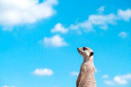 Fascinating Meerkat Facts to Astonish Your Kids