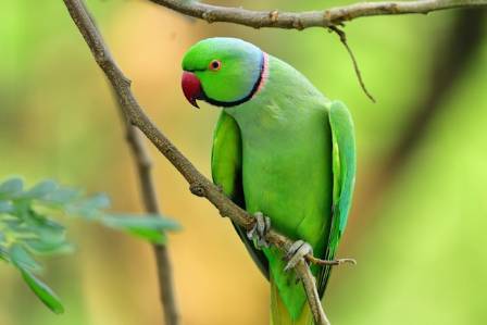 10 Things You Didn’t Know About Parrots