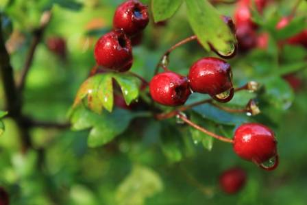 4 Simple Ways to Harness the Healing Power of Hawthorn