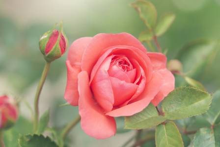 Roses: Timeless Beauty