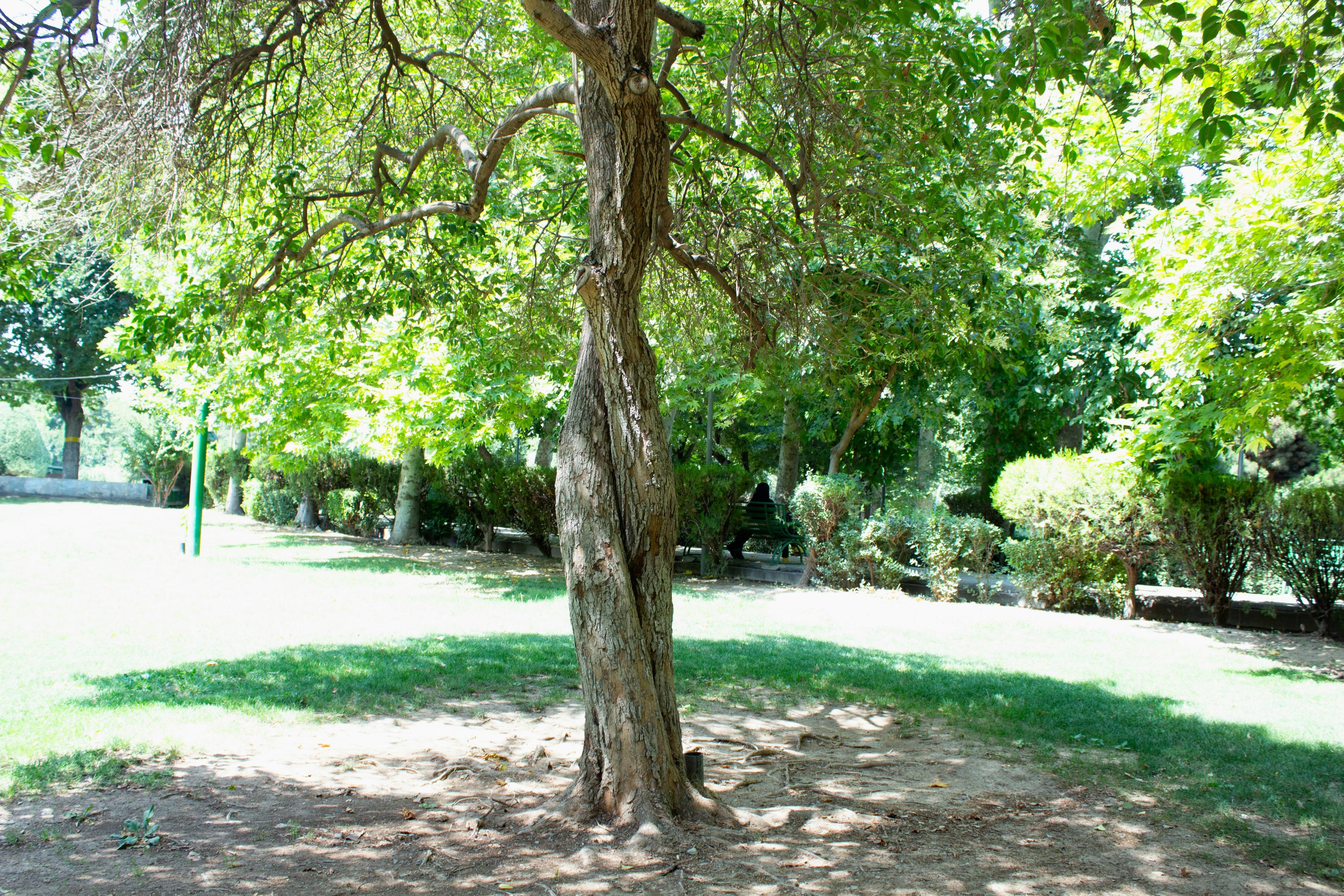 A tree in the middle of a park