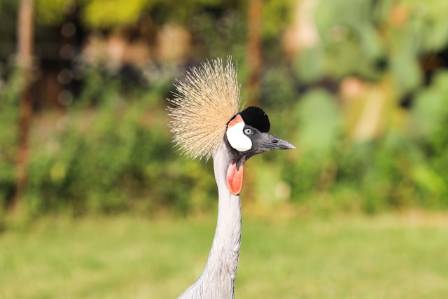 Essential Insights Into the Grey Crowned Crane