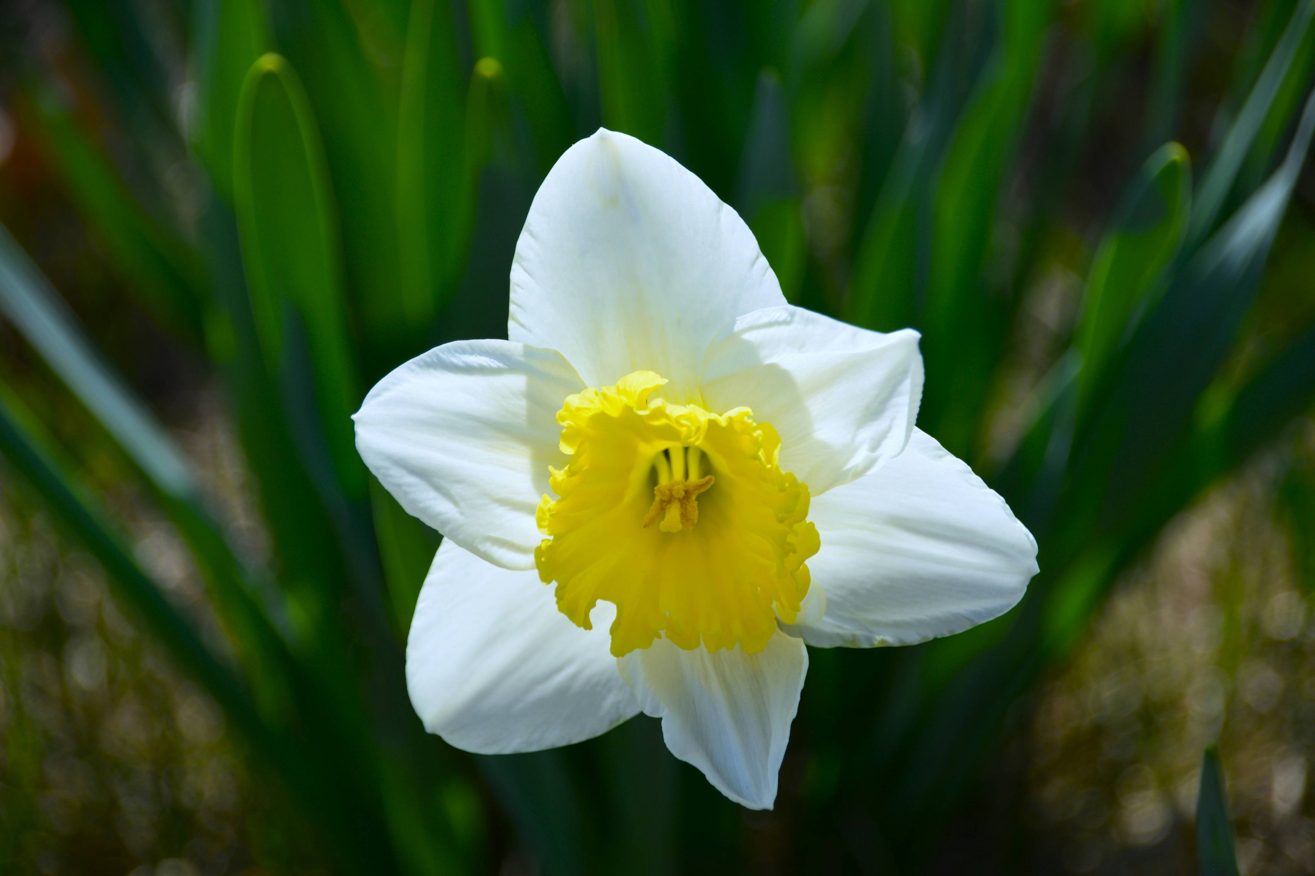 a close up of a white and yellow flower