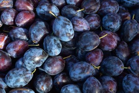 Guide to Growing Healthy Plum Trees