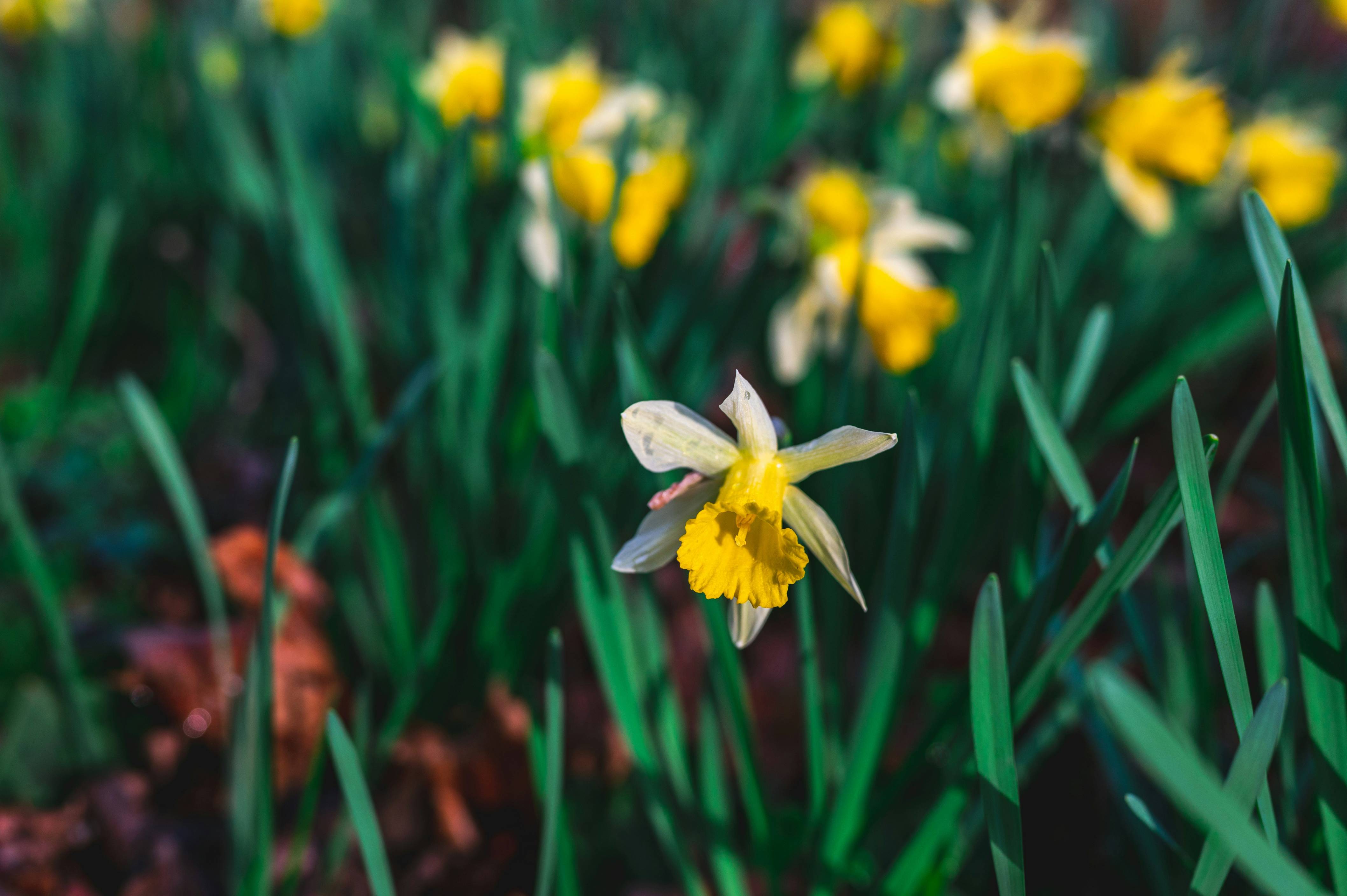 a close up of a bunch of yellow flowers
