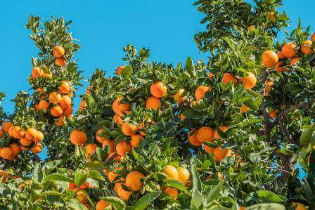 Top 17 Citrus Fruits and Their Remarkable Health Benefits