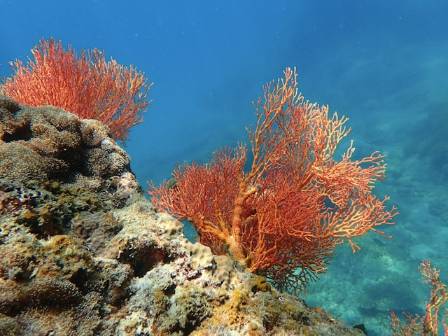 A Dive into the World's Most Spectacular Coral Reefs