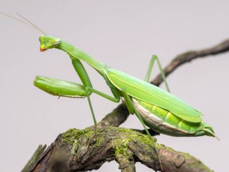The Remarkable World of the Praying Mantis