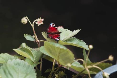 Unveiling Nature's Aesthetic Masterpieces: The World's 9 Most Beautiful Butterflies