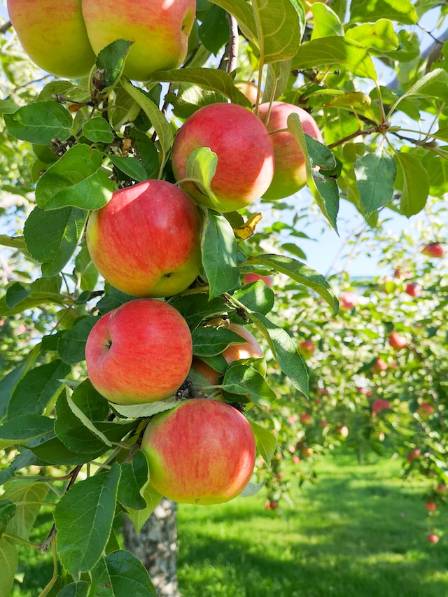 From Grove to Plate: Unveiling the Odyssey of Fresh Fruits