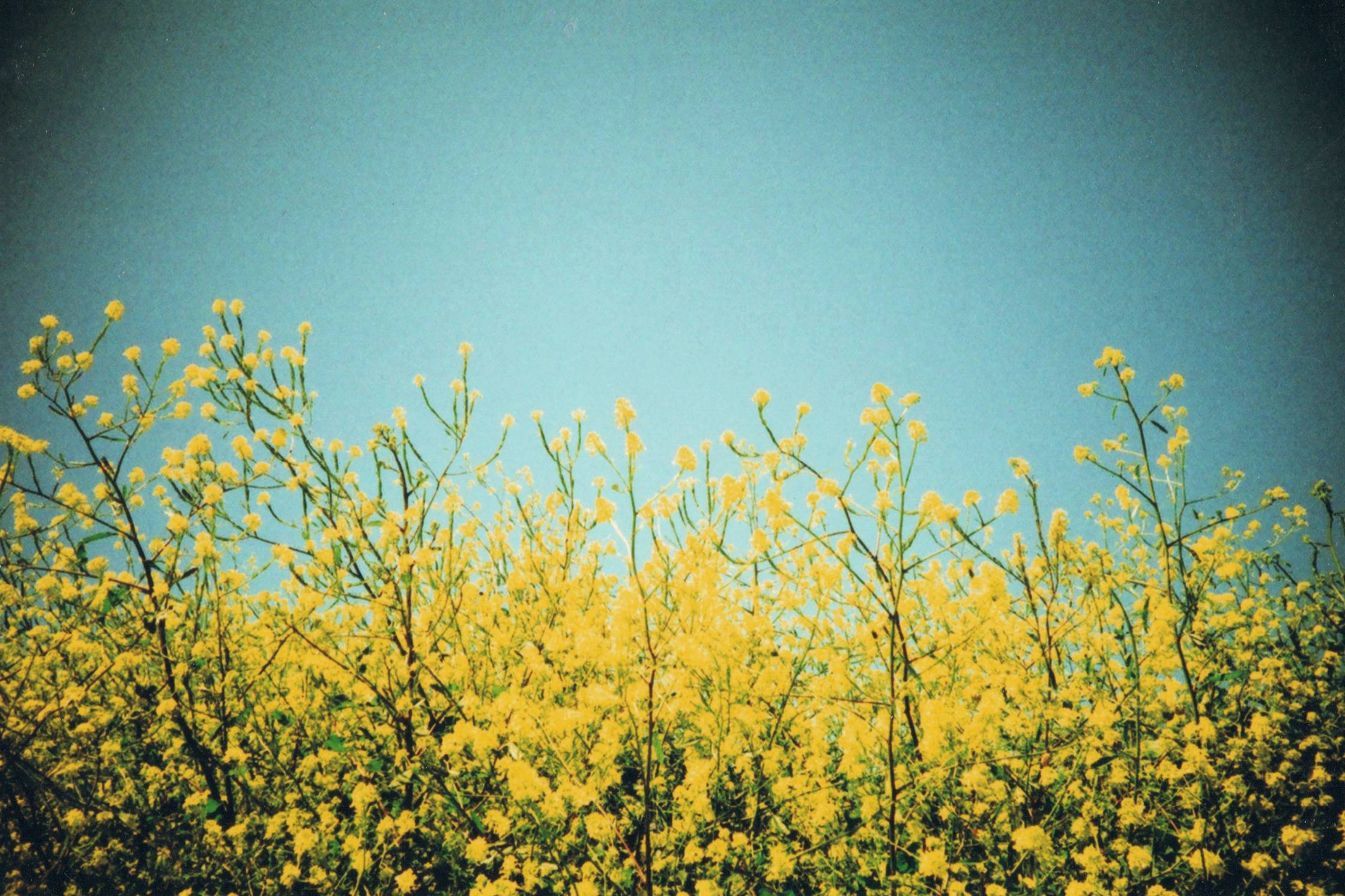 yellow flower under blue sky during daytime