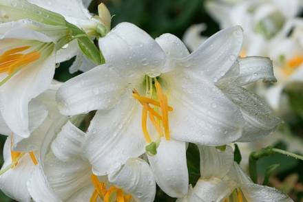Zephyranthes rosea: The Rain-Blooming Lily Explained